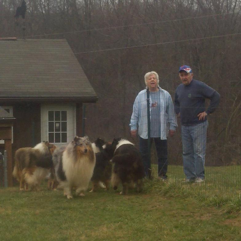 Creekwood Collies